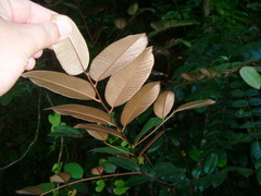 Chrysophyllum oliviforme