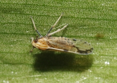Peregrinus maidis