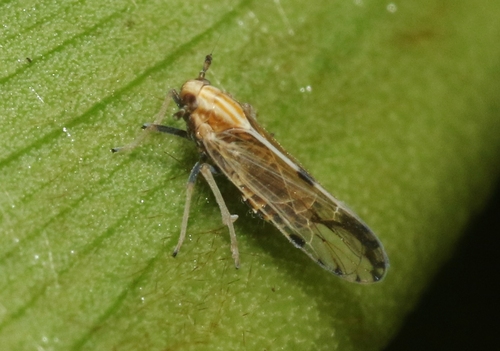 Peregrinus maidis, 2022-01-24