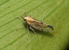 Peregrinus maidis