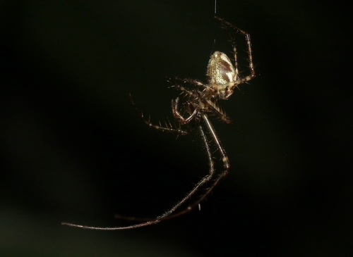 Tetragnatha pilosa, 2022-01-24