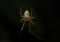 Tetragnatha pilosa