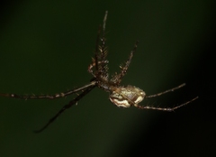 Tetragnatha pilosa