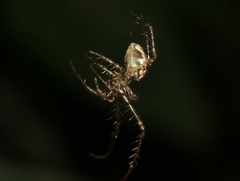 Tetragnatha pilosa