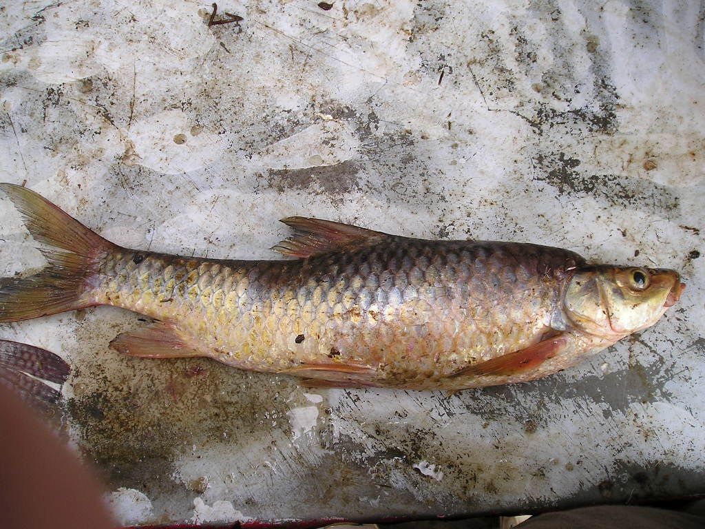 Bigmouth yellowfish (Labeobarbus megastoma) — Cyprinidae