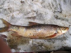 Labeobarbus megastoma