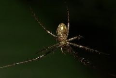 Tetragnatha pilosa
