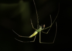 Tetragnatha kauaiensis