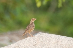 Mirafra erythrocephala