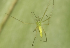 Tetragnatha kauaiensis