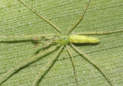 Tetragnatha kauaiensis
