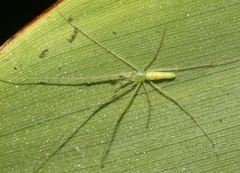 Tetragnatha kauaiensis