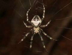 Araneus emmae