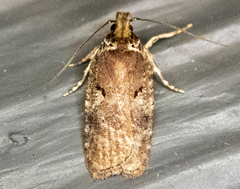 Agonopterix lythrella
