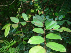 Chrysophyllum oliviforme