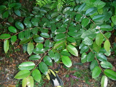 Chrysophyllum oliviforme