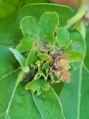 Andricus foliaformis