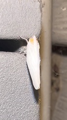 Neocenchrea heidemanni