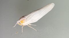 Neocenchrea heidemanni