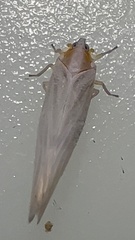 Neocenchrea heidemanni