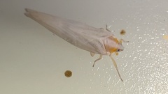 Neocenchrea heidemanni