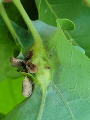 Andricus foliaformis