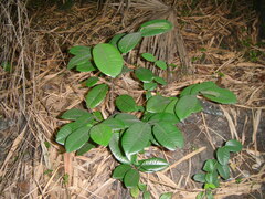 Chrysophyllum oliviforme