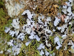 Phaeophyscia hispidula