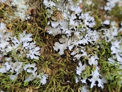 Phaeophyscia hispidula