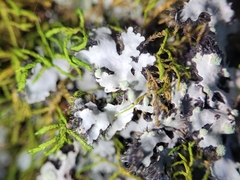 Phaeophyscia hispidula