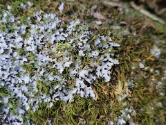 Phaeophyscia hispidula
