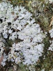 Phaeophyscia hispidula