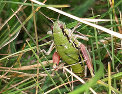 Epipodisma pedemontana