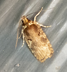 Agonopterix lythrella