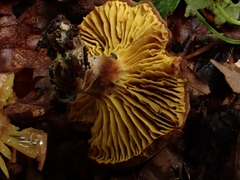Phylloporus pelletieri