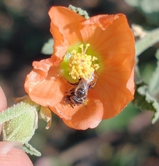 Macroteropsis