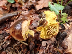 Phylloporus pelletieri