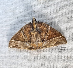 Ecliptopera triangulifera