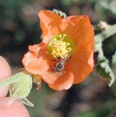 Macroteropsis