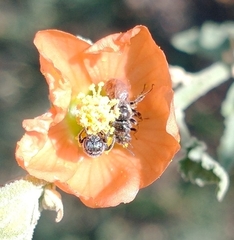 Macroteropsis