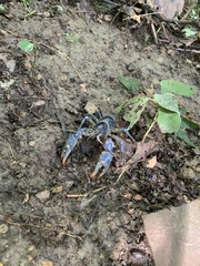 Cambarus monongalensis