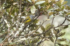 Cnemoscopus rubrirostris chrysogaster