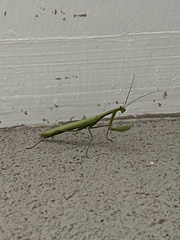 Mantis religiosa