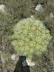 Mammillaria compressa compressa