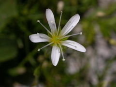 Sabulina austriaca