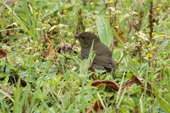 Spodiornis rusticus