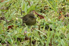 Spodiornis rusticus