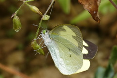 Leptophobia eleone