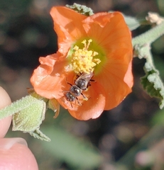 Macroteropsis