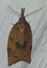 Sparganothis xanthoides